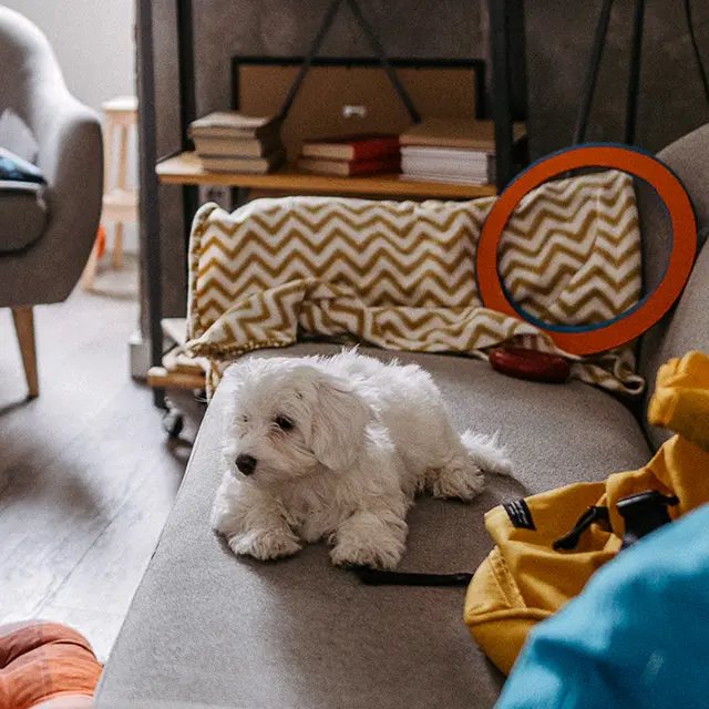 Fluffy white dog on couch.